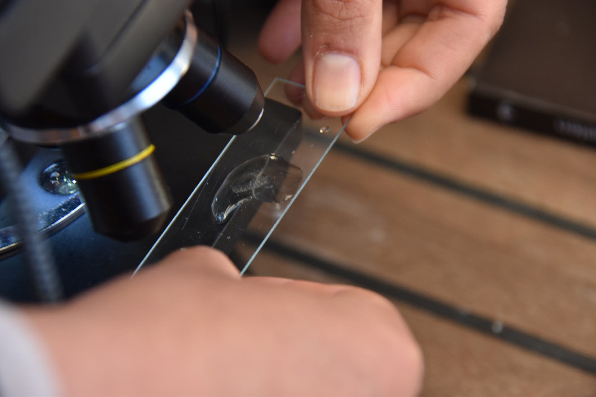 Une lame de microscope présentant une goutte d'eau de mer et du plancton qui est sur le point d'être posé sous la lunette d'observation tenu à de mains sur le pont du bateau lors d'une pêche au plancton