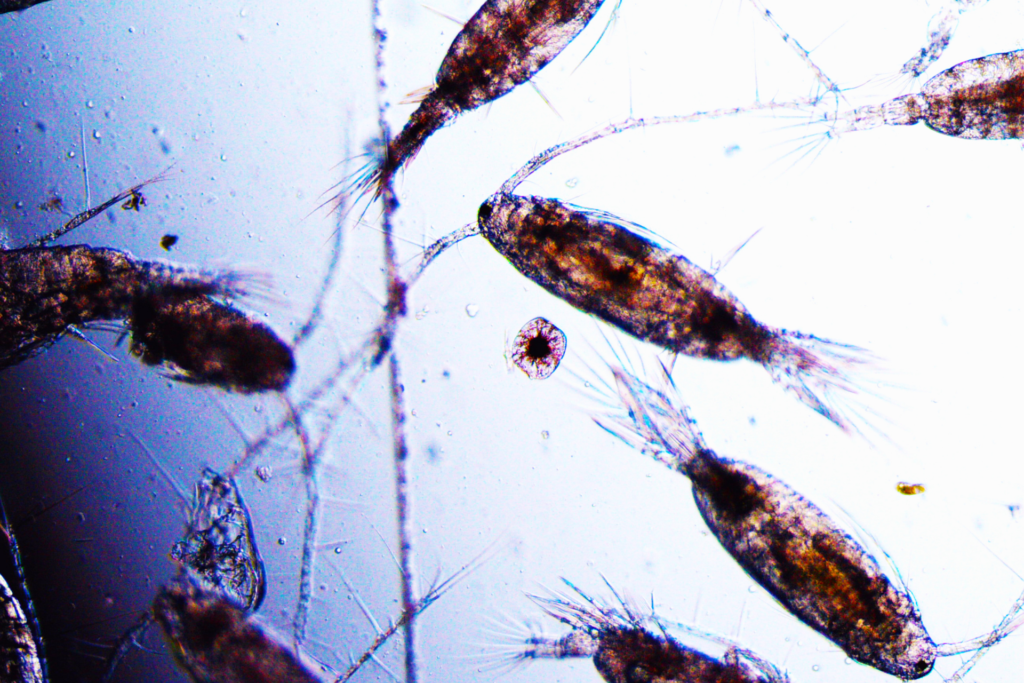 Copépode et vie marine du plancton sont représentés dans cette image prise au microscope après une pêche au plancton.