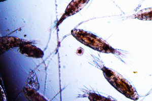 Copépode et vie marine du plancton sont représentés dans cette image prise au microscope après une pêche au plancton.