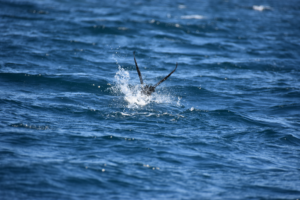 Cormorran sortant de l'eau à Marseille