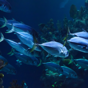 [Cadeau] Pêche Nocturne au large